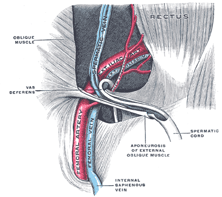 Что такое паховый канал: его анатомия и строение