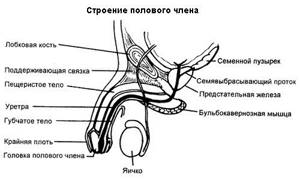 Особенности строения головки члена: анатомический очерк