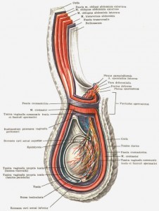 Строение полового члена: анатомический очерк