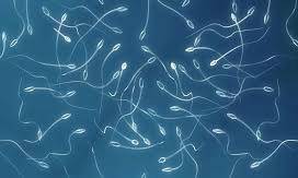 Почему у кого-то выделяется много спермы?